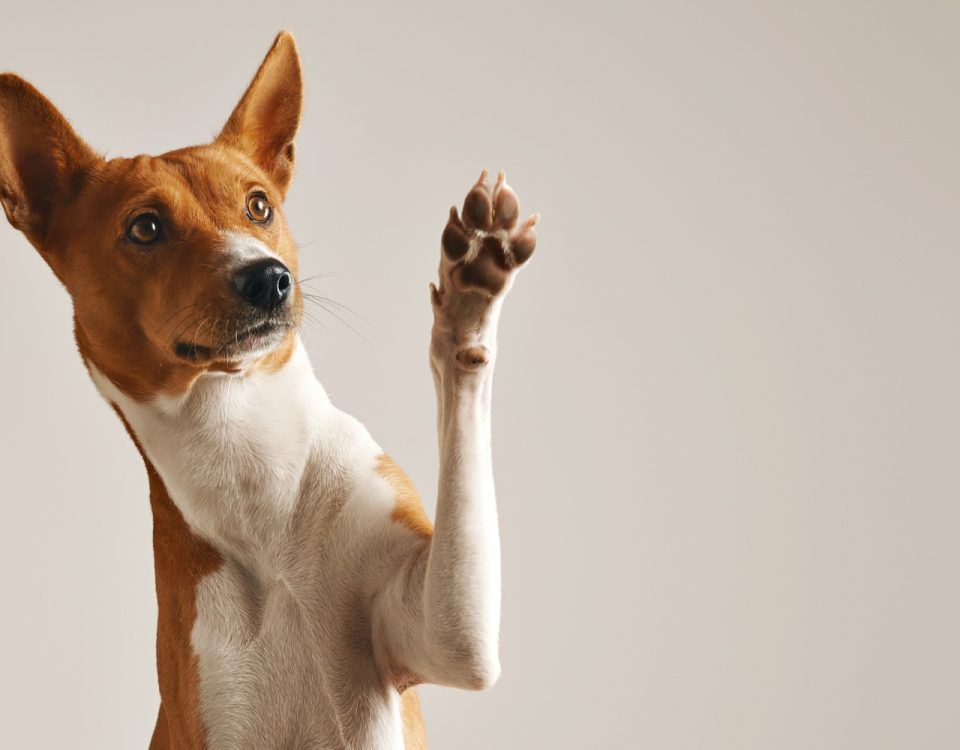 cabinet-veterinar-sector-4